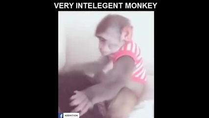 Палава маймунка търси нещо под дрехите на това момиче!