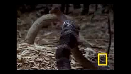 Cobra Vs Rat Snake