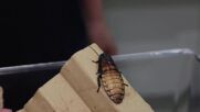 Учени: Хлебарки-киборги могат да помагат в спасителни акции при бедствия (ВИДЕО)