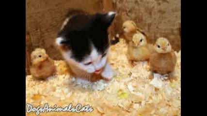 Сладки котенца 