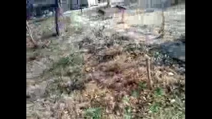 Кучето ми