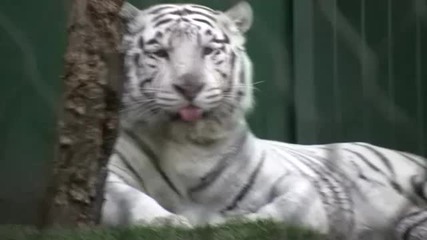 Сладко бяло тигърче 