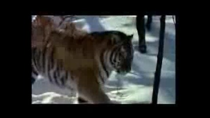 Сибирски Тигър - Топ Хищник