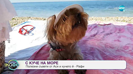 Полезни съвети за хората които отива с куче на море - „На кафе” (31.07.2020)