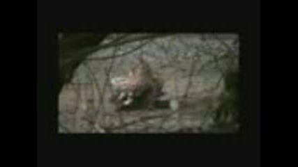 Tigervscrocodile