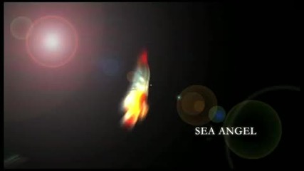 /you Tu Be/ National Geographic - Piglet Squid 