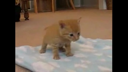 Малко котенце учещо се да върви