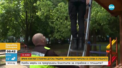 Врани атакуват столична детска градина: Накълвана учителка се озова в спешното