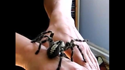 poecilotheria regalis. indian ornamental
