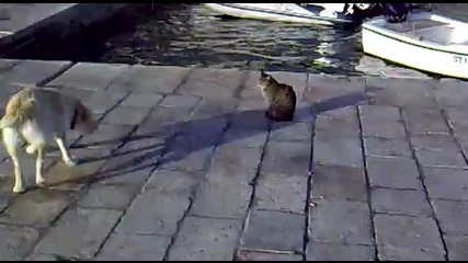 Fearless cat 