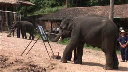 Слонове артисти ("Без багаж", Тайланд #4)