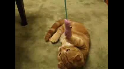 Котка Стои На Два Крака