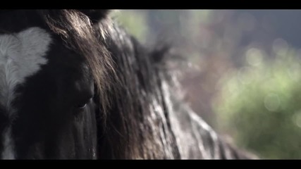 Impala Ray - The Gambler / Official Video