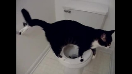 Котка Която ходи в тоалетна и Малко Смях