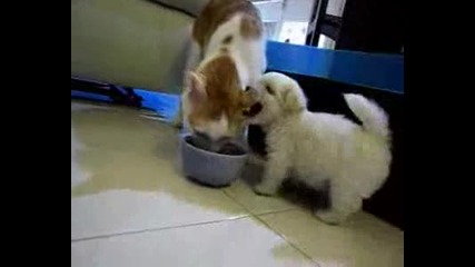 Малко кученце и котка 