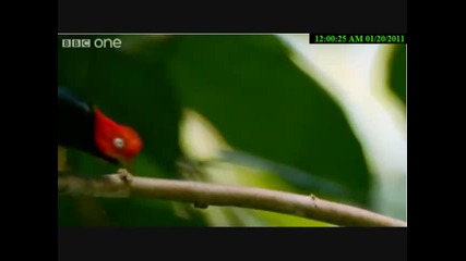 The Michael Jackson Bird
