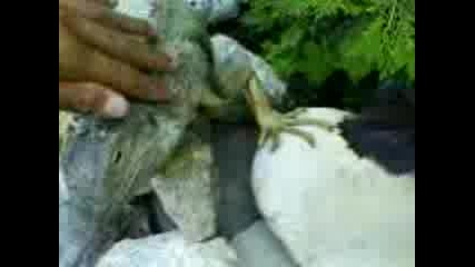 iguanata pako.3gp
