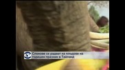 Слонове се радват на плодове на годишен празник в Тайланд