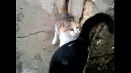 Моите котки през зимата