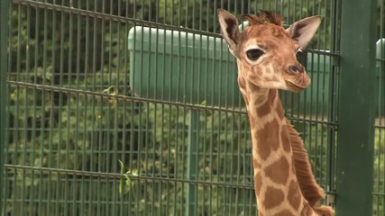 Бебета в зоопарка (Zoo Juniors) S03E08 ( Абонирайте се за канала ни )