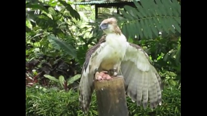 Огромна Птица Филипински Орел