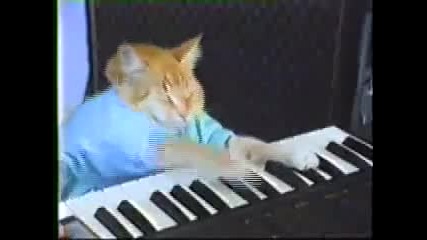 Нещо като това не сте виждали! Котка свири на пияно! 
