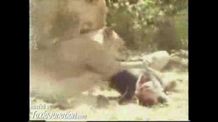 Video - Wild Lions Eat Man Alive - Toxicjunction.com