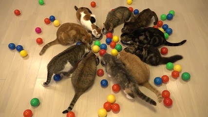 10 котки играят в басейн пълен с шарени топчета