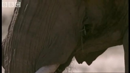 Orphan elephant babys struggle for survival - Bbc animals 