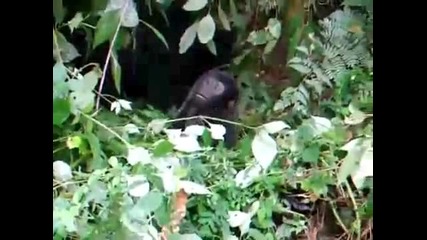 Бебе горила се опитва да подражава на големите