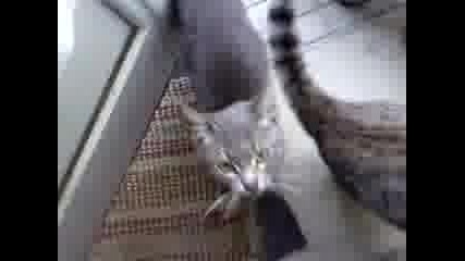 Котки