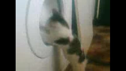 Коте си играе с пералня !!!