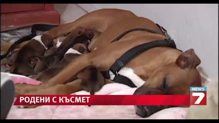 Боксерите са родени с късмет