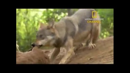 National Geographic Channel A Man Among Wolves Trailer 