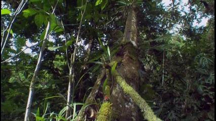 Червеният отровен дърволаз - Коста Рика 