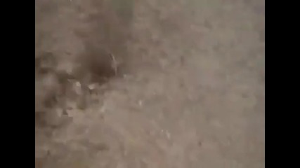 Когато бик атакува... 