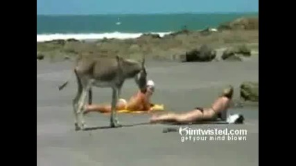 Магаре зяпа какички на плажа