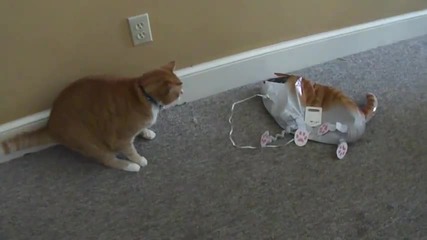 Смешна котка се плаши от котка балон