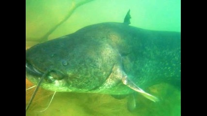 La Peche Du Grand Glane 2 - Silurus Glanis Video