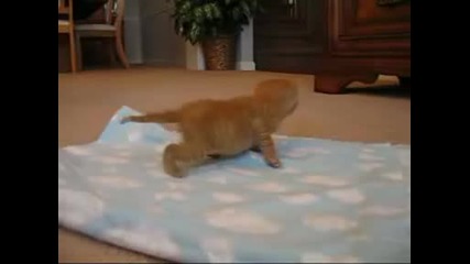 Мнго Малко Коте - прави първи опити да ходи!!!