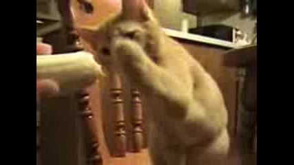 Смешни Котки 2 