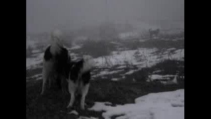 Кучета