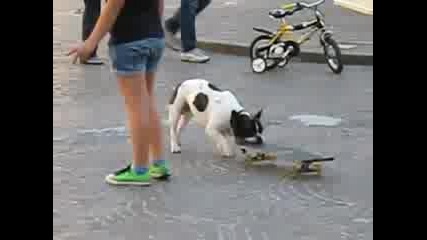Смях!! Това куче ще ви разбие