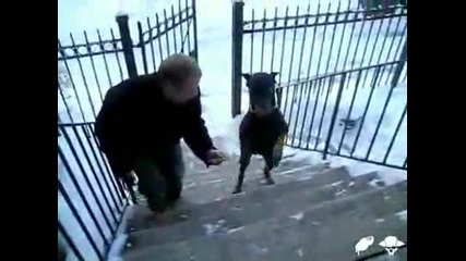 Страхотно !!! Куче изкачва стълби на 2 лапи 