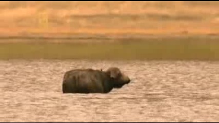 National Geographic - Planet Carnivore (2007) - Lion 2 5