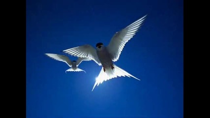 Angelic Human Race