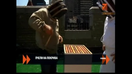 Пчели на покрива на хотел- Ню Йорк
