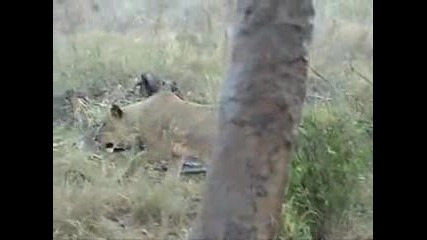 Lion Vs Monkey
