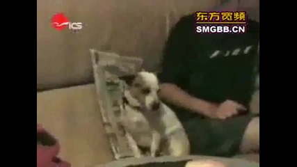 The world_s most funny dog video