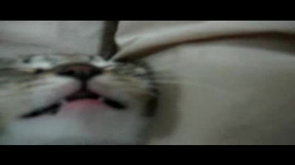 Масаж на котка